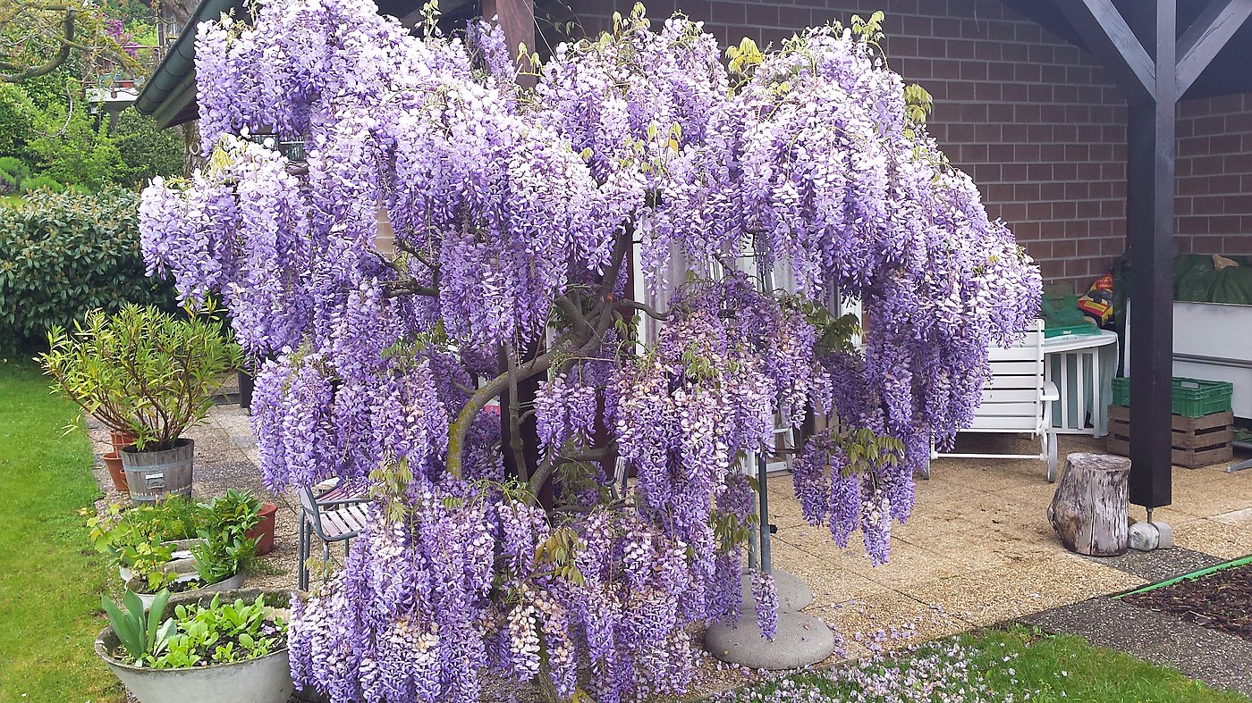 Glycine en fleurs